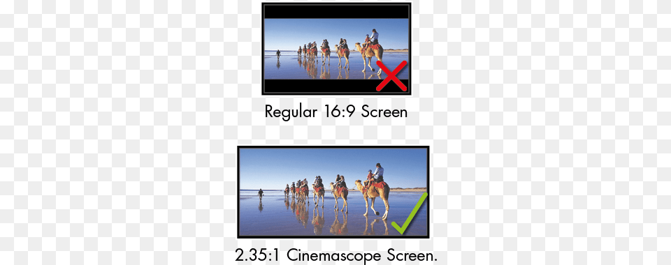 Out On True Wide Screen Cinema Experience Or Put Up Projector 16 9 Screen Vs Cinemascope, Person, Animal, Camel, Mammal Png
