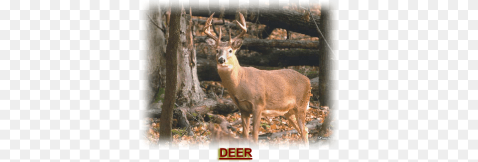 Outdoor Mike39s Deer Hunting Recorder Logbook Keep, Animal, Mammal, Wildlife, Antelope Png