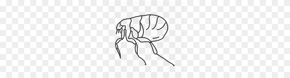 Outline Clipart, Animal, Flea, Insect, Invertebrate Free Transparent Png