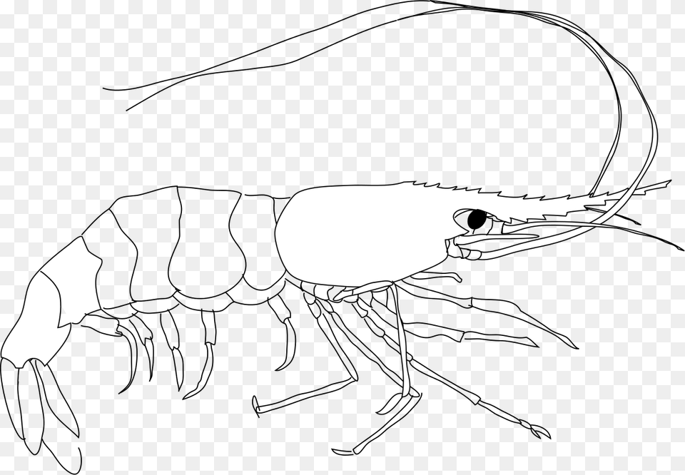 Outline Diagram Of Prawn, Stencil, Animal, Sea Life Png