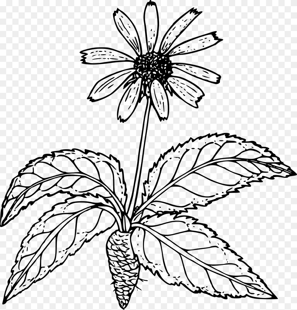 Outline Drawing Of A Wild Flower With Root Outline Pictures Of Flower Plant Root, Gray Free Png