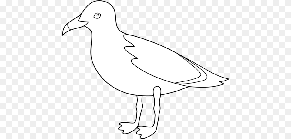 Outline Drawing Seagull Clipart Black And White, Animal, Bird, Waterfowl, Stencil Free Png