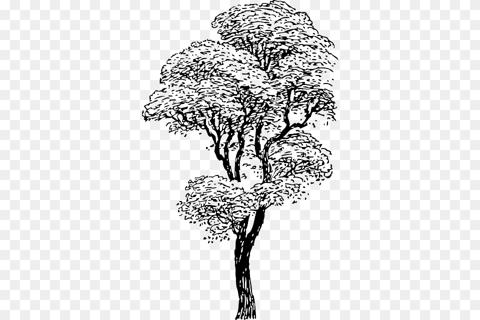 Outline Drawing Sketch Tree Cartoon Winter Trees Life Philosophical Dialogues Book, Art, Plant, Painting Free Transparent Png