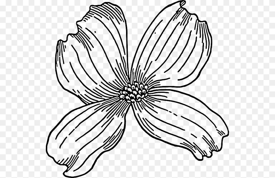 Outline Drawing Tree Flower Bloom Plant Nature Flowering Dogwood Line Drawing, Art, Daisy, Anemone, Petal Free Png