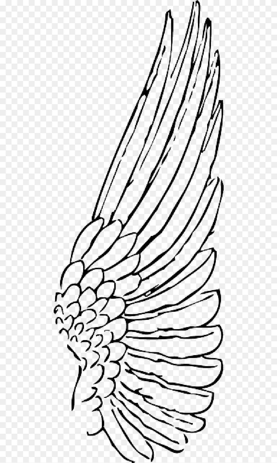 Outline Feather Angel Birds Bird Wing Wings Public Domain Angel Wings Side View Drawing, Art Png