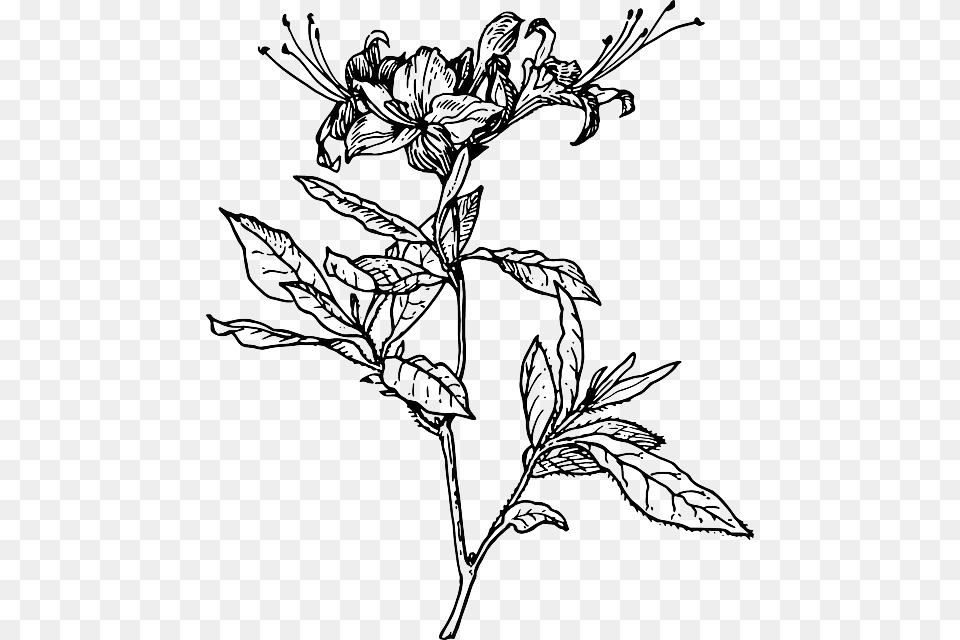 Outline Flower Azalea Plant Coloring Short Tattoo Azalea Drawing, Art, Floral Design, Graphics, Pattern Png