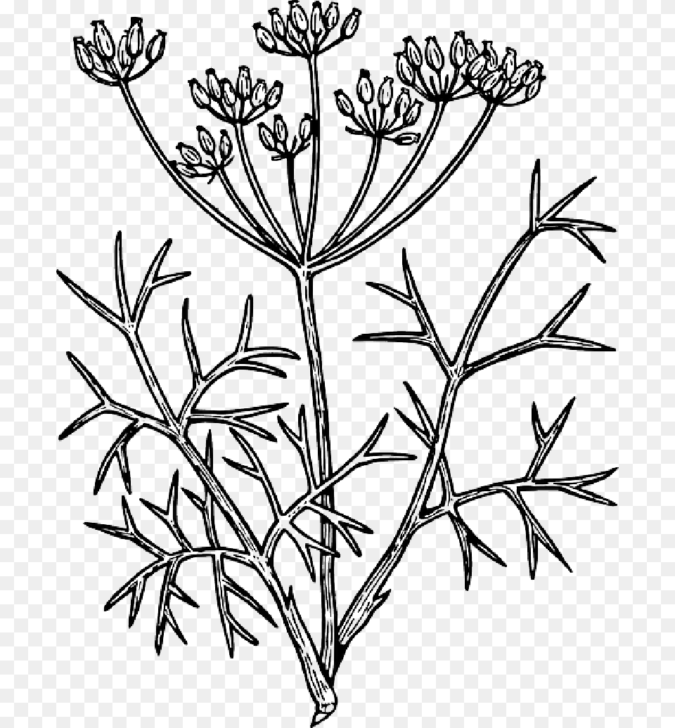 Outline Flower Flowers Plant Fennel Fennel Flower Black And White, Art, Drawing, Food, Seasoning Free Transparent Png