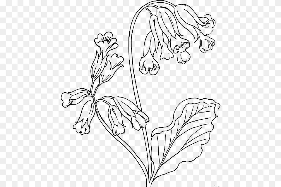 Outline Flower Rose Plant Outlines Nature Roses Cowslip Drawing, Art Png Image