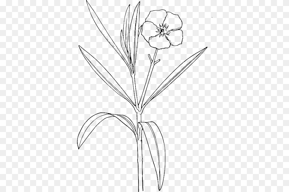 Outline Flower White Plant Bush Oleander Shrub Drawing Of Yellow Oleander, Art Free Png Download