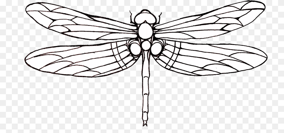 Outline Images Of Dragonfly, Animal, Insect, Invertebrate Free Transparent Png