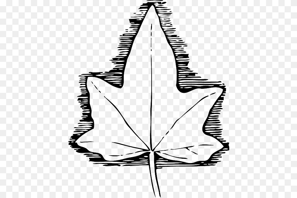 Outline Leaf Cartoon Template Poison Medicine Ivy Leaf Template, Plant, Maple Leaf, Person Free Png