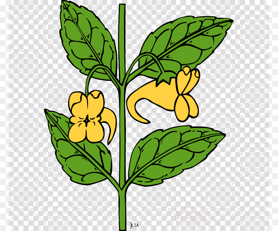 Outline Of A Flower Clipart Floral Ornament Cd Rom, Leaf, Plant, Herbal, Herbs Free Transparent Png