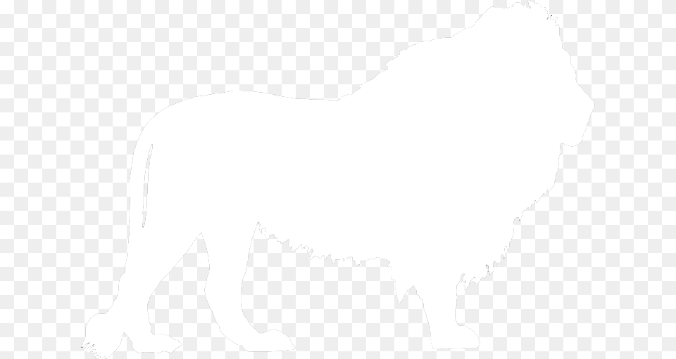 Outline Of A Lion, Animal, Mammal, Wildlife, White Board Png Image