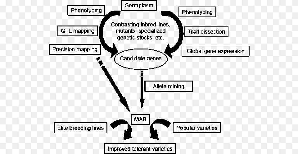 Outline Of A Strategy For Germplasm Improvement For Illustration, Diagram, Uml Diagram Png