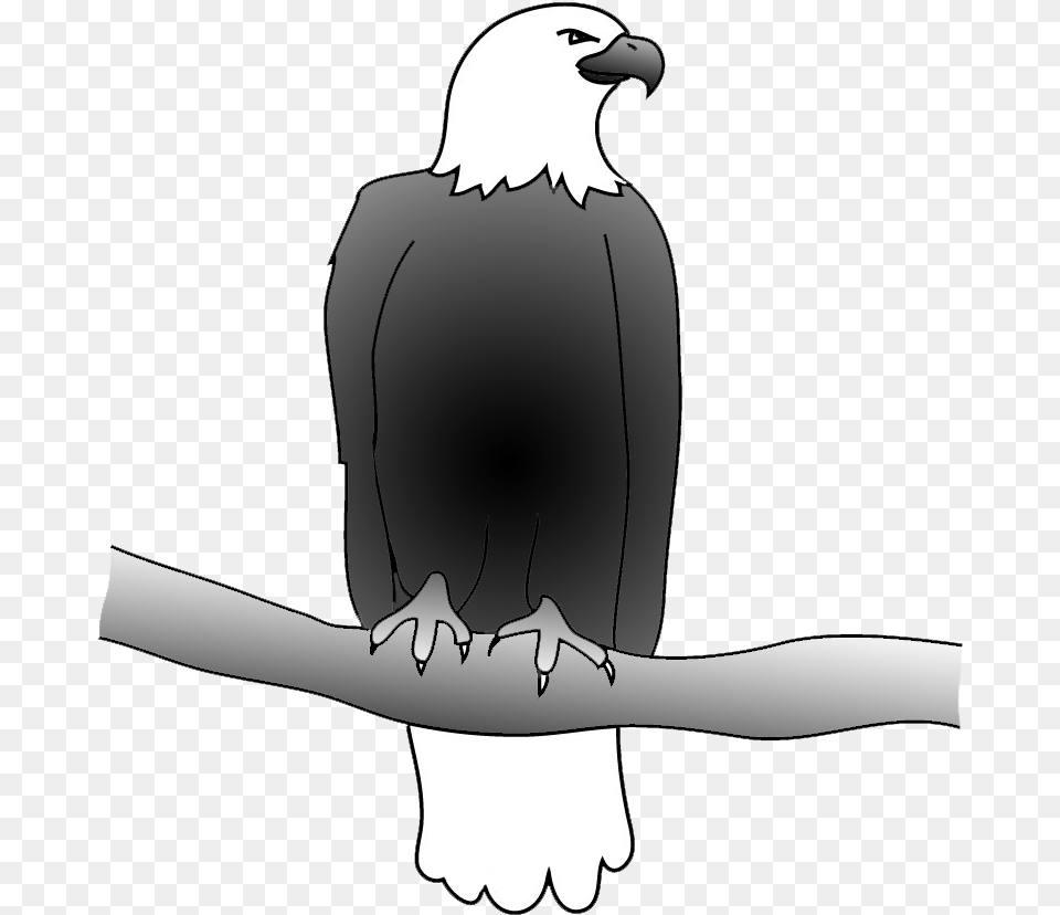 Outline Of Bald Eagle Bald Eagle Drawing Drawing, Animal, Bird, Adult, Female Free Transparent Png