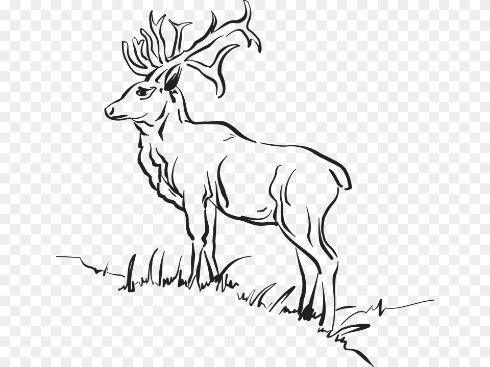 Outline Of Forest Animals, Animal, Deer, Mammal, Wildlife Free Transparent Png