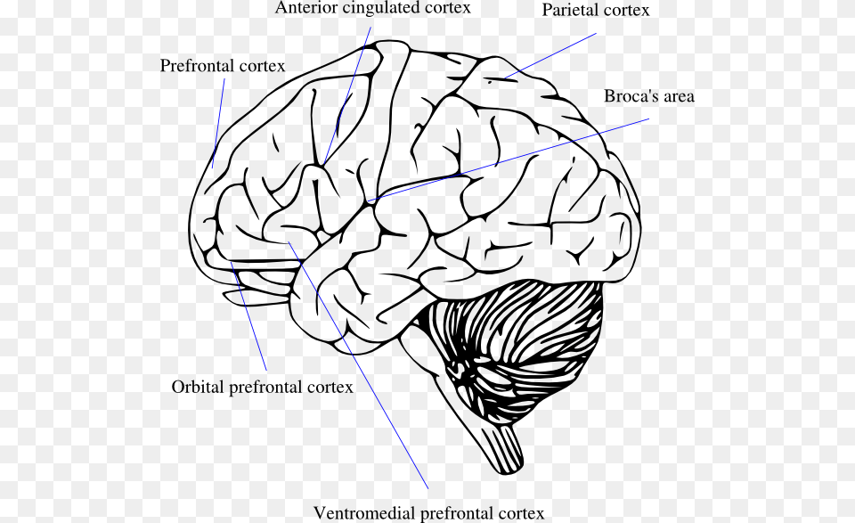 Outline Of Human Brain, Food, Nut, Plant, Produce Png Image