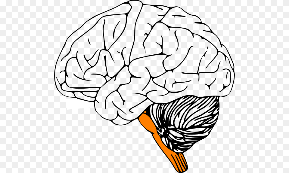 Outline Of Human Brain, Cutlery, Fork Png Image