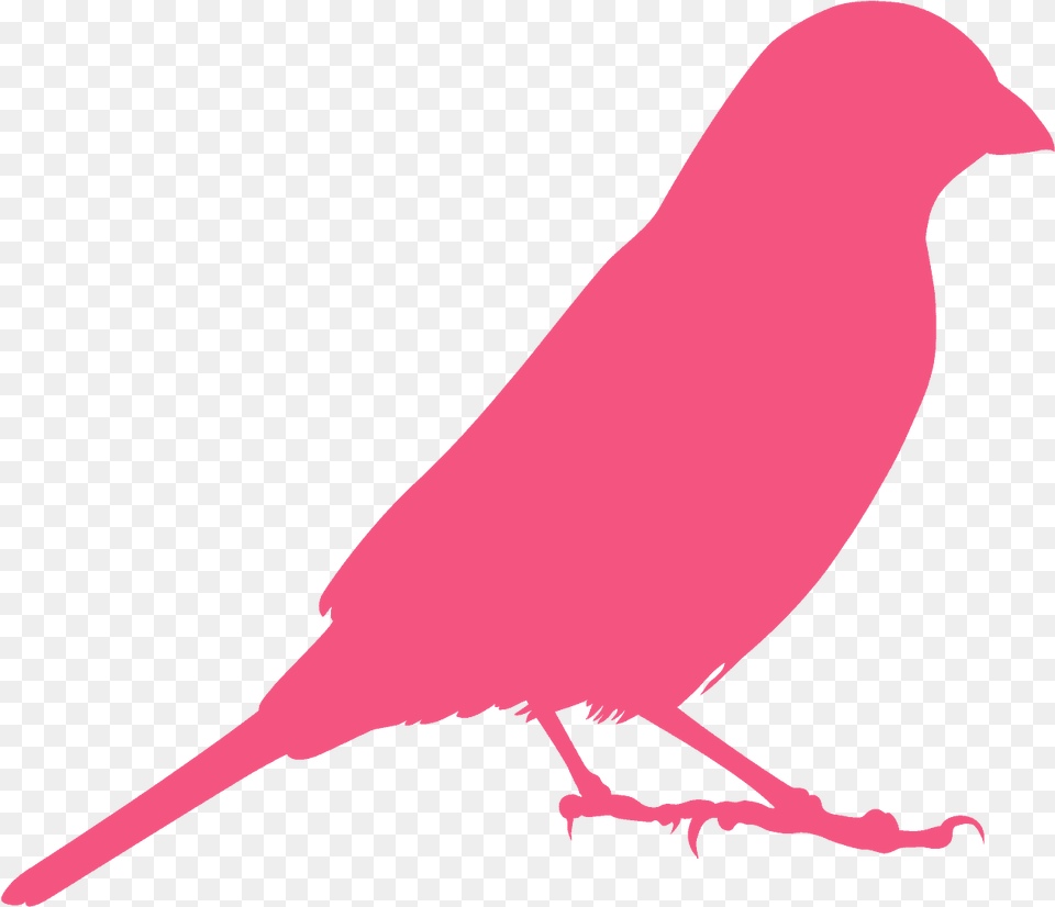 Outline Of Indigo Bunting, Animal, Bird, Fish, Sea Life Png Image