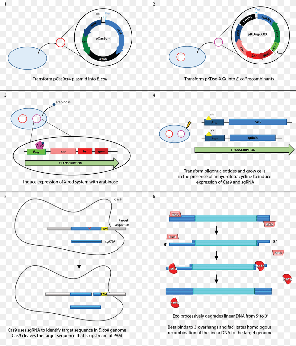 Outline Of No Scar Recombineering Methods Final Free Png Download