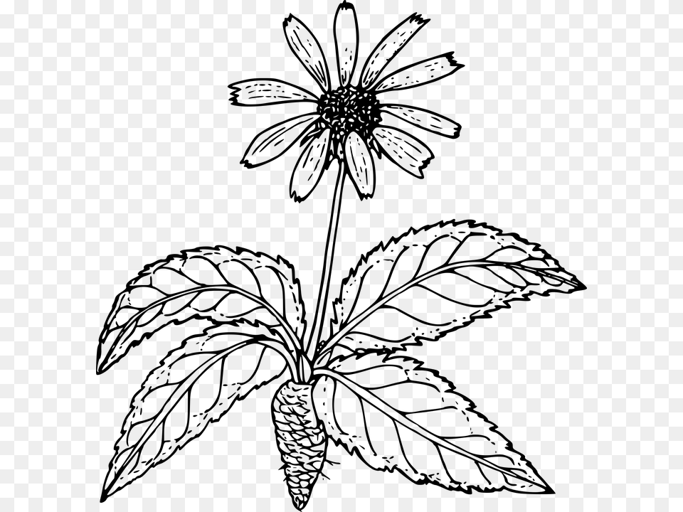 Outline Pictures Of Flower Plant Root Download Drawings Of Flowers Outline, Gray Png