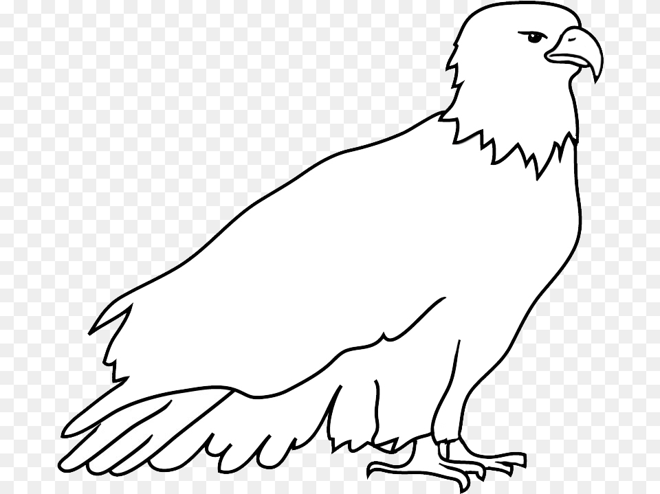 Outline Sketch Of Bald Eagle Hawk, Animal, Bird, Vulture, Kite Bird Png Image