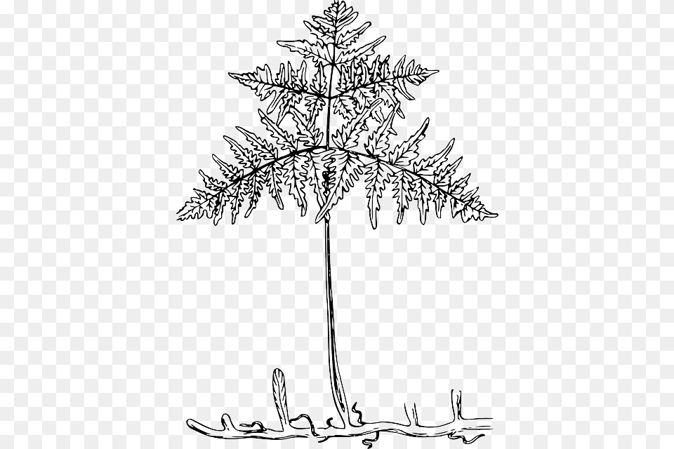 Outline Tree Roots Plant Leaves Bracken Transparent Leaf Roots, Art, Drawing, Fern Png