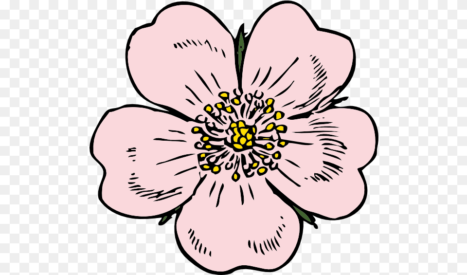 Outline Wild Rose Clipart, Anemone, Anther, Flower, Petal Png