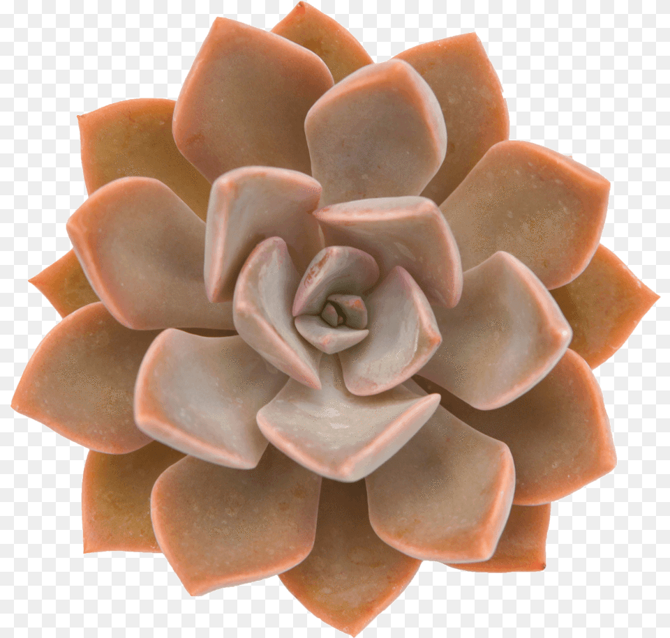 Outstanding Orange Succulents Orange Echeveria, Accessories, Jewelry, Flower, Plant Free Png