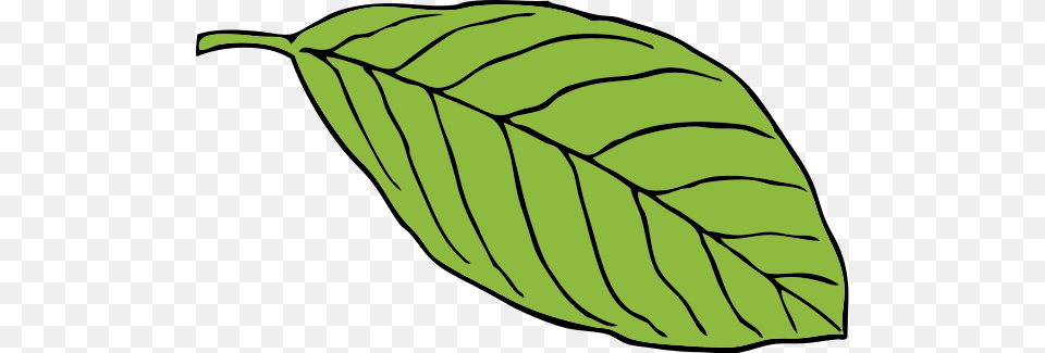 Oval Leaf Clipart For Web, Plant, Herbs, Mint, Annonaceae Png Image
