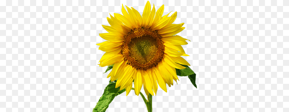Ovarian Cancer Canada Sunflower, Flower, Plant Free Transparent Png