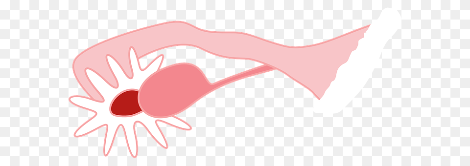Ovary Cutlery, Fork, Spoon, Smoke Pipe Png Image