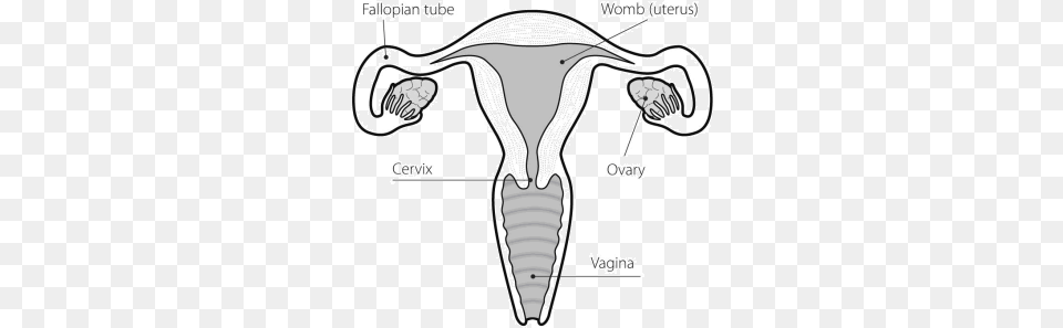 Ovary Drawing Uterus Does A Womb Look Like, Ct Scan, Chart, Plot Free Transparent Png