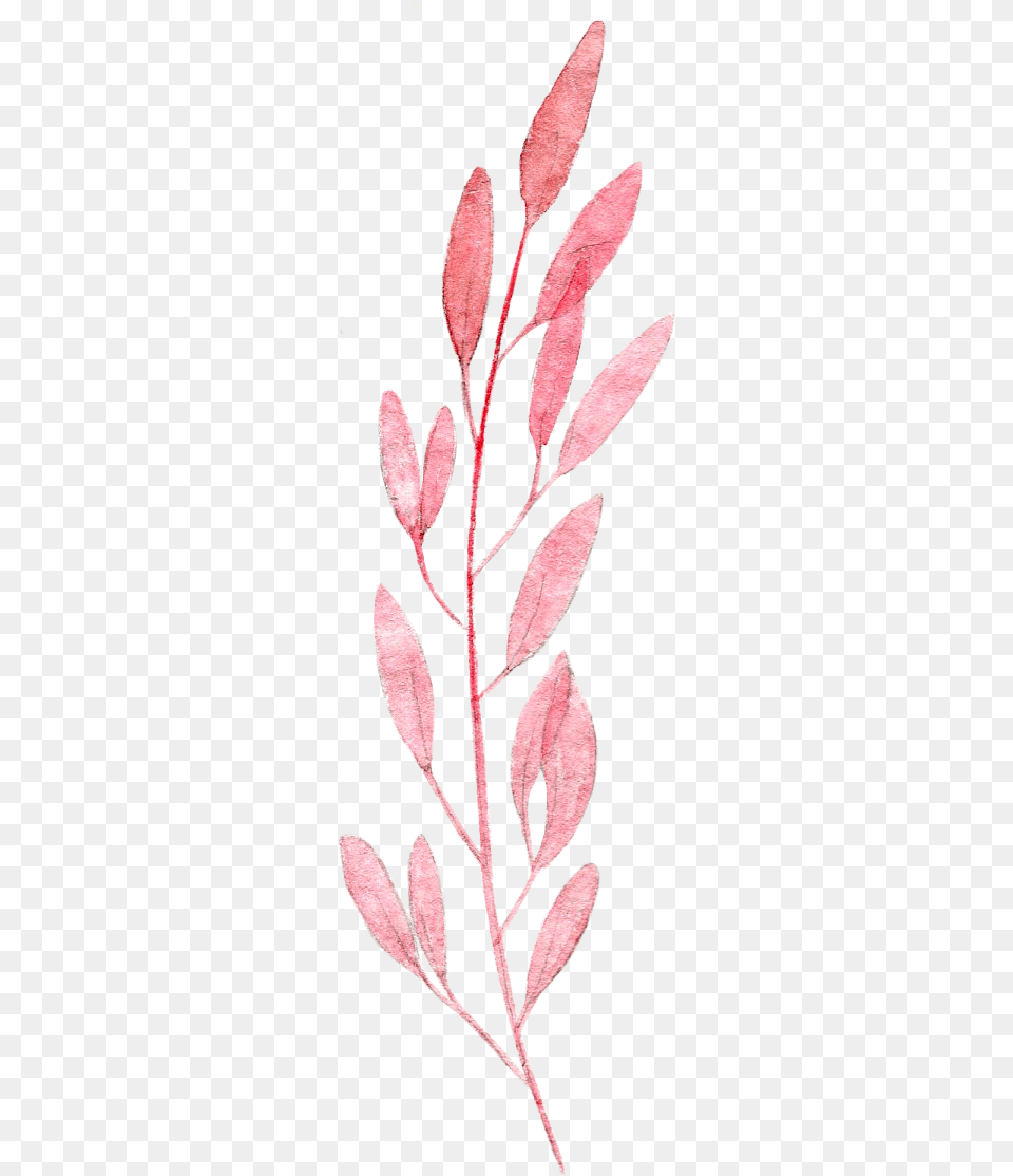 Ovate Leaf Pink Plant Illustration Watercolor Painting Leaf Watercolor Paint, Pattern, Art, Embroidery, Floral Design Png Image