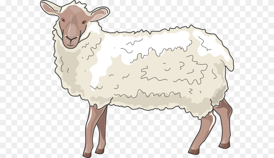 Ovelha, Animal, Livestock, Mammal, Sheep Png Image