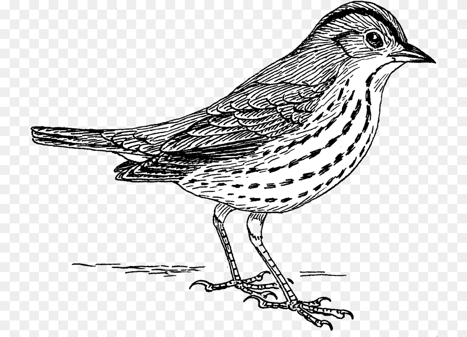Oven Bird Sparrow No Background Bird Drawing, Animal, Anthus, Finch, Art Free Png