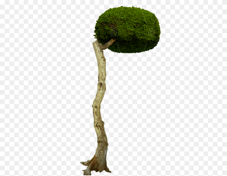 Over Hanging Round Tree Stock Photo Image Moss, Conifer, Plant, Potted Plant, Vegetation Free Transparent Png