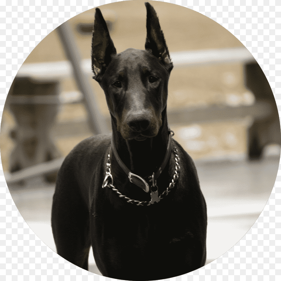 Over The Years West Coast Has Grown But Still Maintains Great Dane, Animal, Canine, Dog, Mammal Png Image
