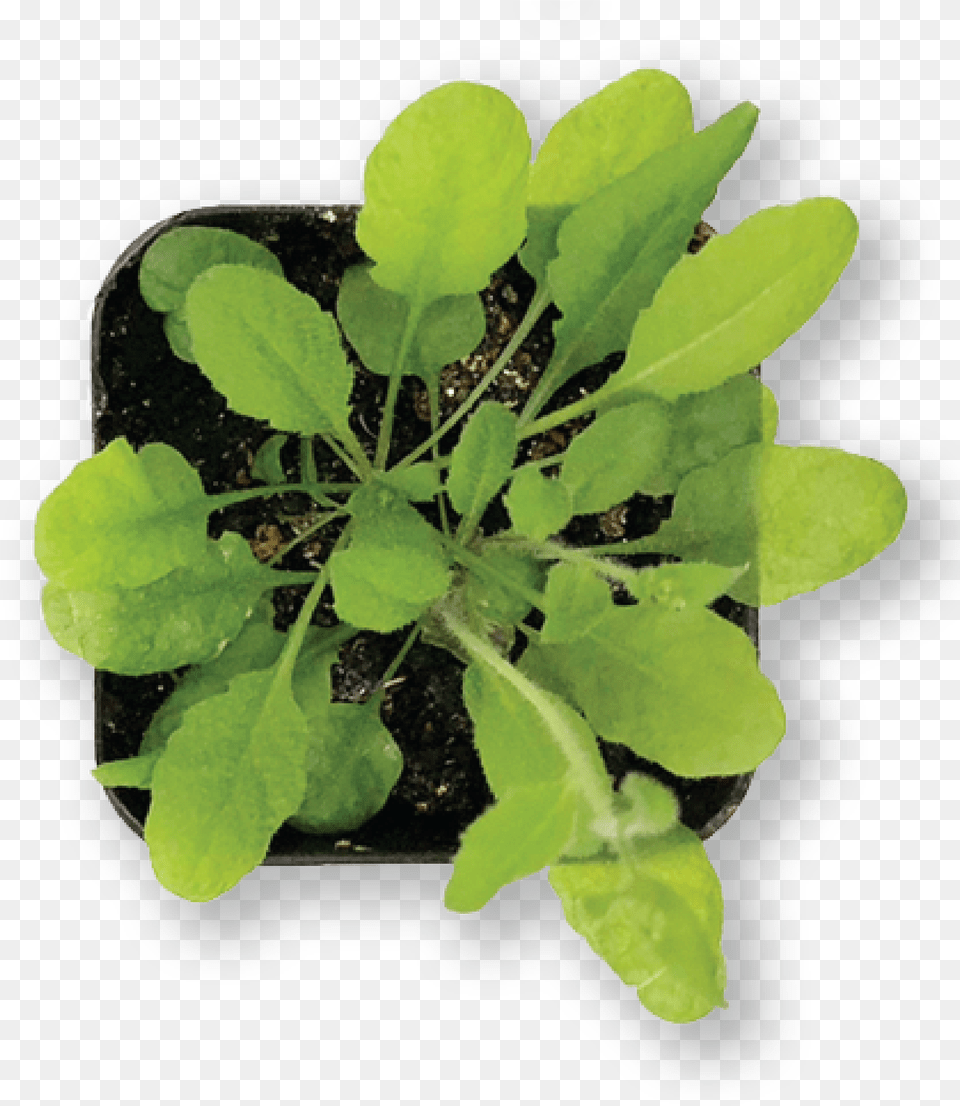 Over Time Thin Seeds To One Individual Plant Per Pot Plants, Arugula, Produce, Leafy Green Vegetable, Leaf Png