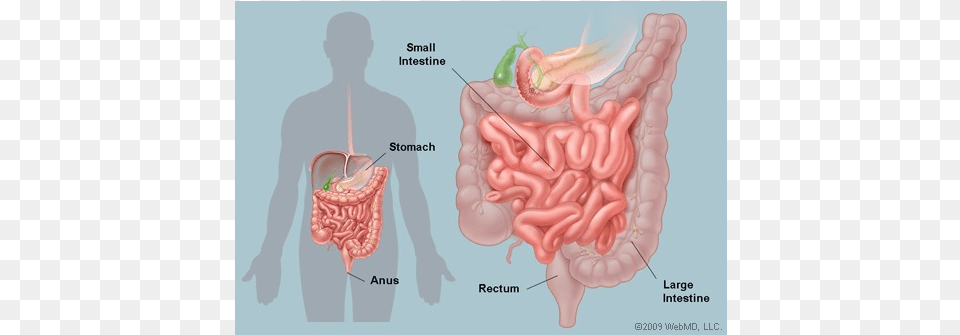 Overall Organs Intestines, Body Part, Stomach, Person Free Transparent Png