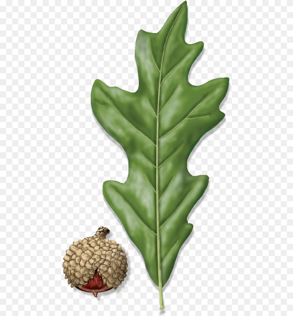 Overcup Oak, Vegetable, Tree, Produce, Plant Png