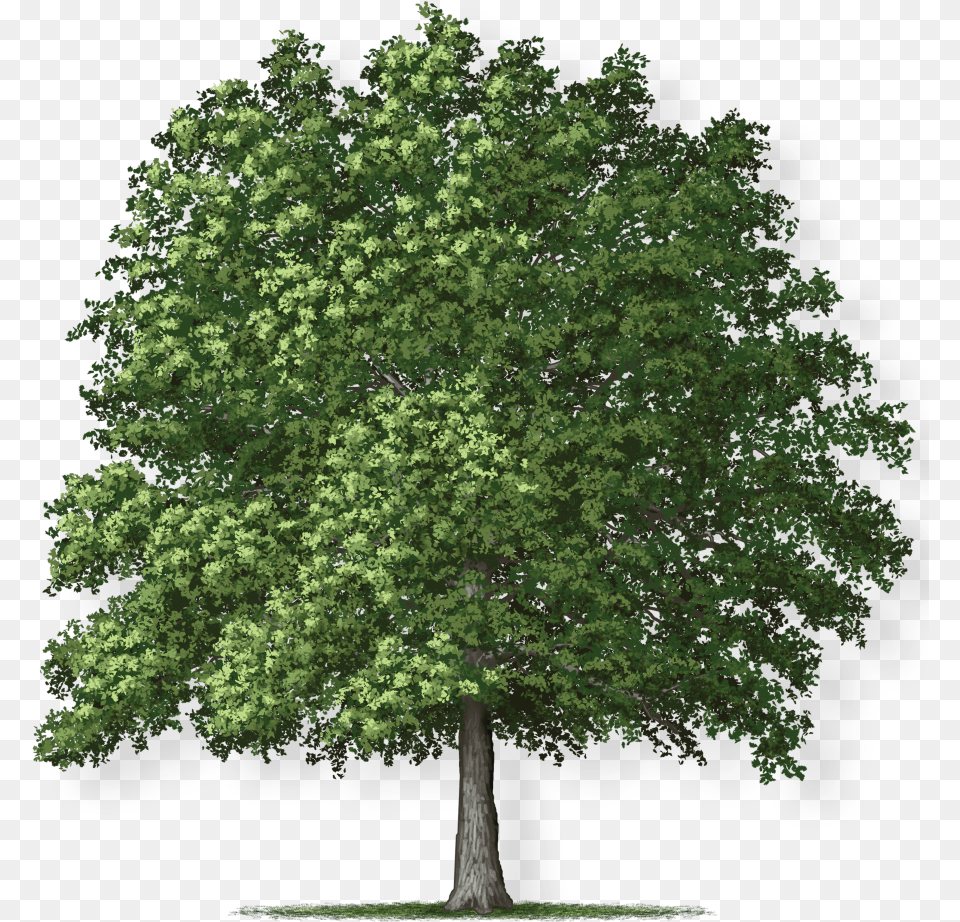 Overcup Oak Tree Download Overcup Oak Tree, Plant, Sycamore, Tree Trunk, Maple Free Transparent Png