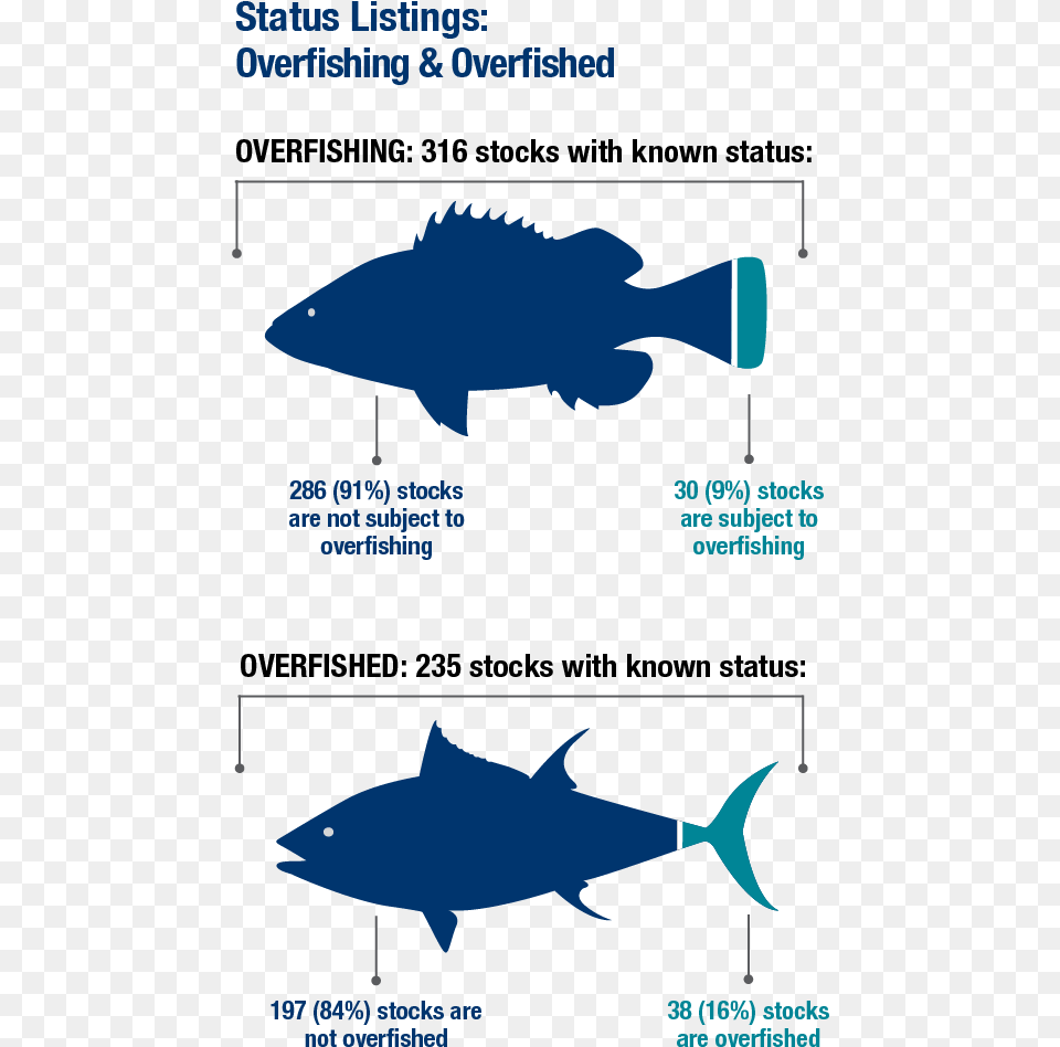 Overfished Stocks, Animal, Fish, Sea Life, Shark Png Image