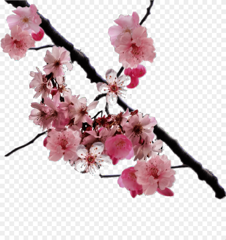 Overlay And Edits Image Cherry Blossom Branch, Flower, Plant, Cherry Blossom, Petal Png