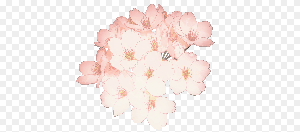 Overlay And Sakura Flower, Geranium, Plant, Cherry Blossom, Petal Png Image