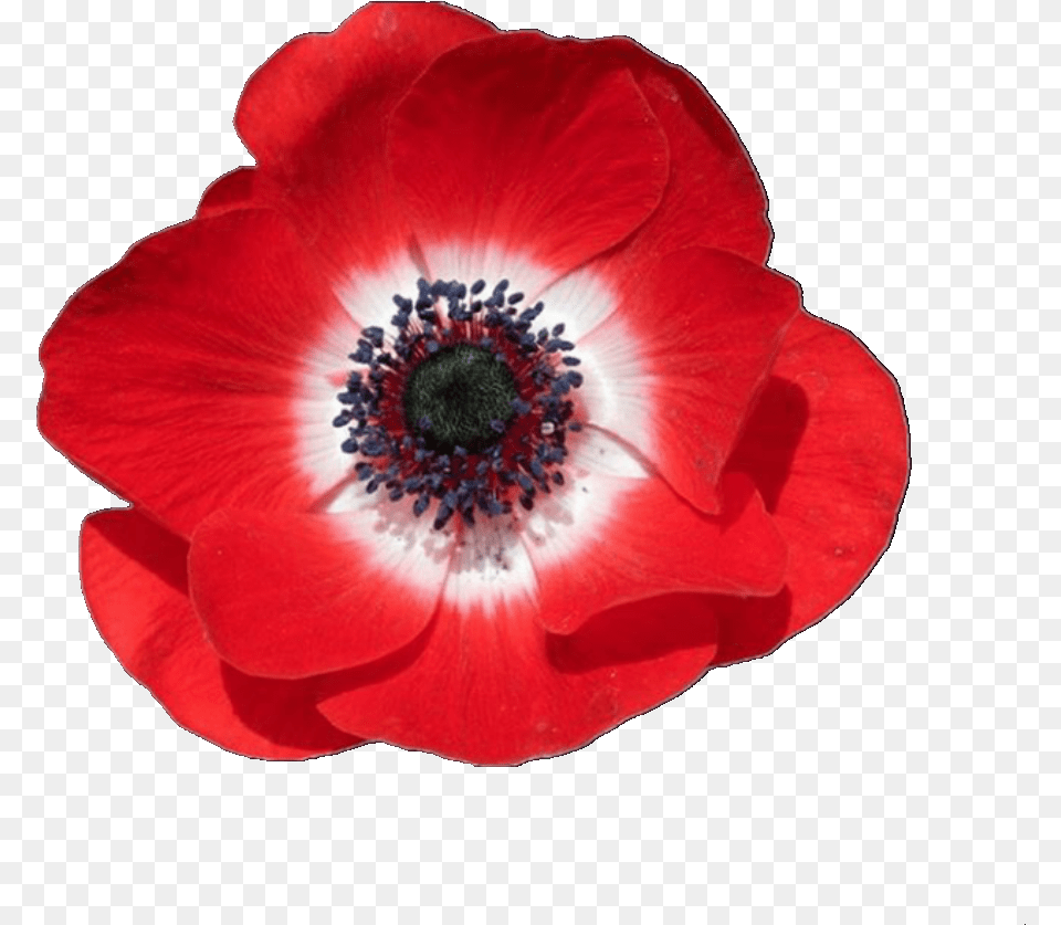 Overlay And Red Poppy Flower Transparent Background, Anemone, Plant, Rose, Petal Free Png