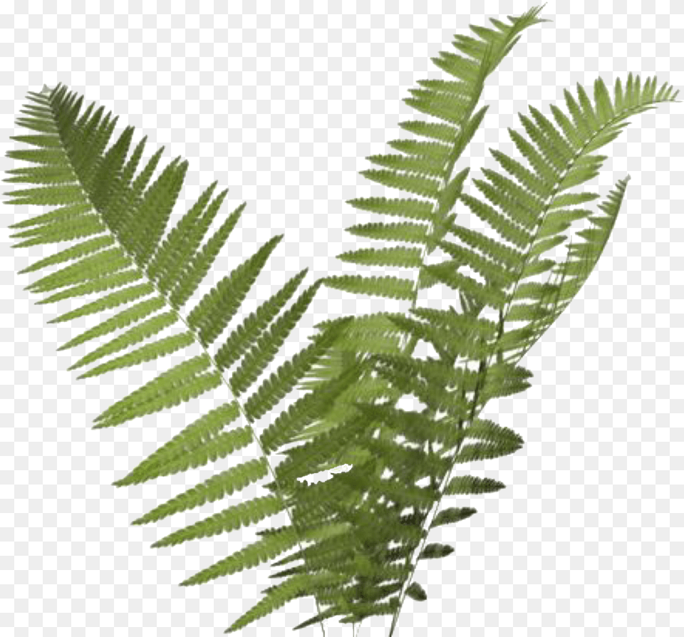 Overlay And Tumblr Image Background Fern, Plant Free Transparent Png