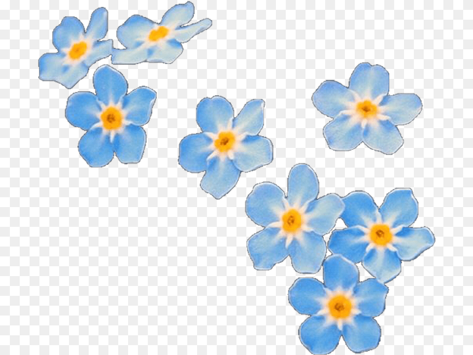 Overlay Overlays Flower Flowers Blue Editinghelp Forget Me Not Flowers Cartoon, Anemone, Anther, Petal, Plant Free Png Download