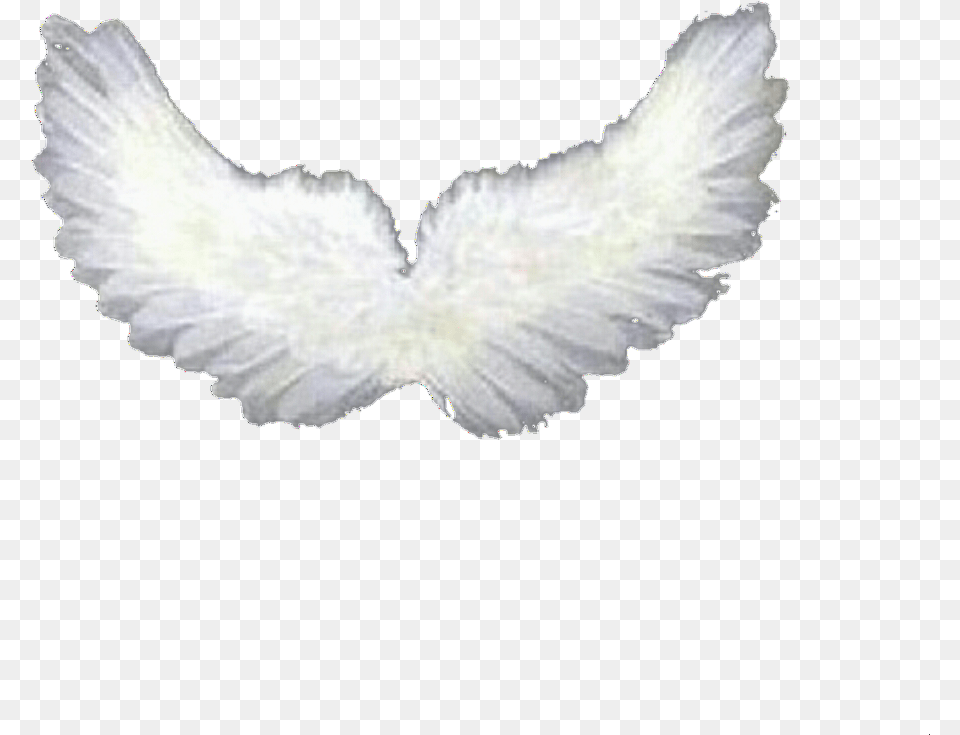 Overlay Overlays Wings Wing Angel Resource Resources Baby Angel Wings, Animal, Bird, Pigeon, Dove Free Transparent Png