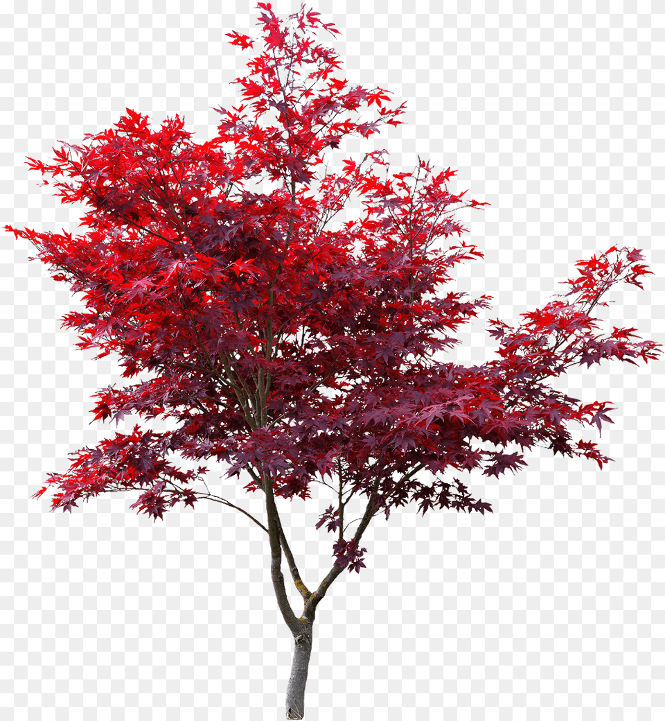 Overlay Red Maple Tree, Leaf, Plant Png Image